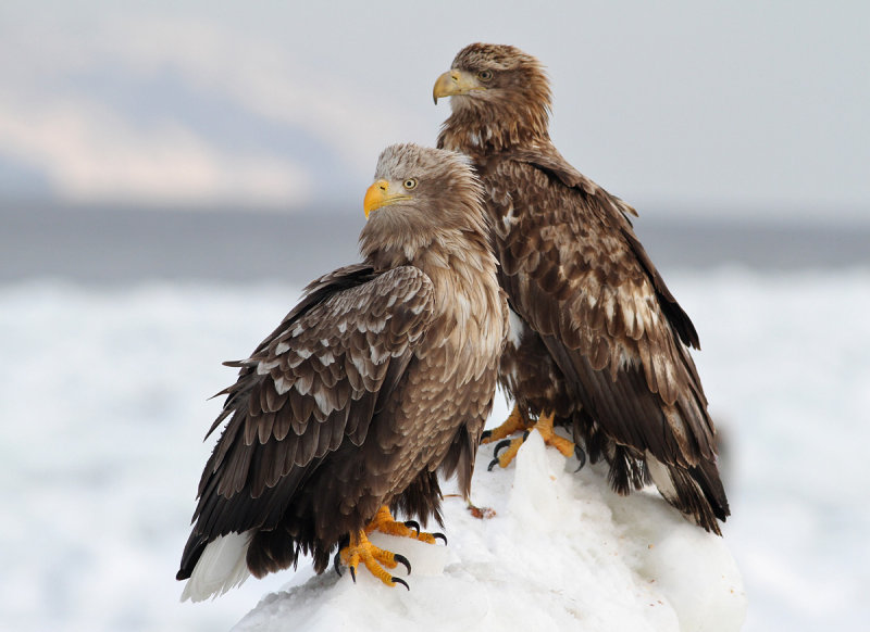 White-tailed Eagle (Haliaeetus albicilla) - havsrn