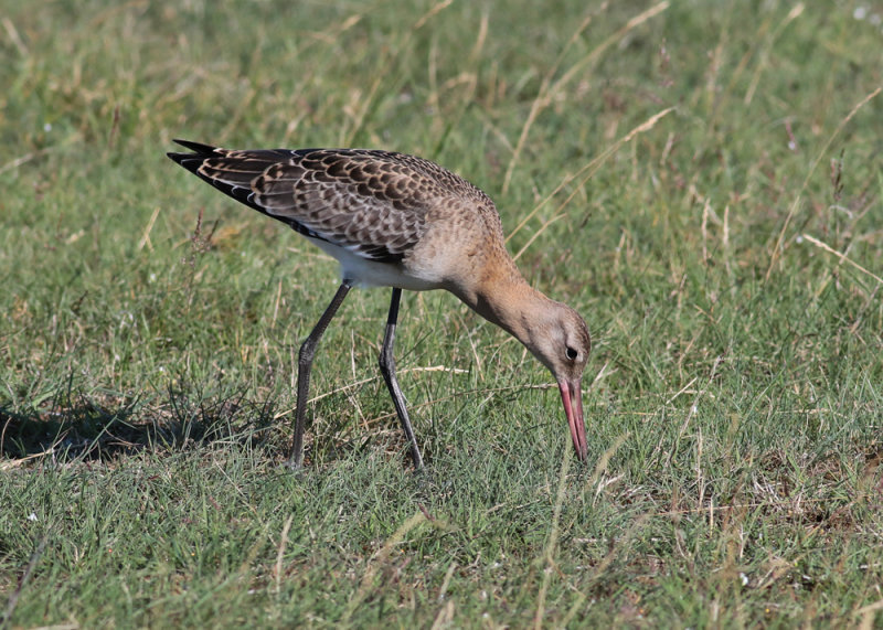 Black-tailed Godwit (Limosa limosa) - rdspov