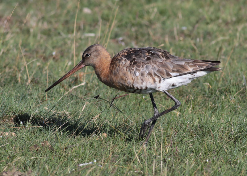 Black-tailed Godwit (Limosa limosa) - rdspov