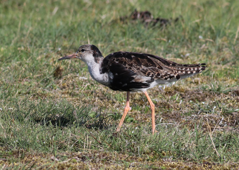 Ruff (Philomachus pugnax) - brushane