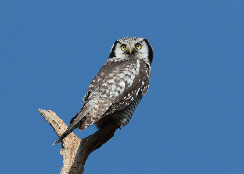 Northern Hawk-Owl (Surnia ulula) - hkuggla