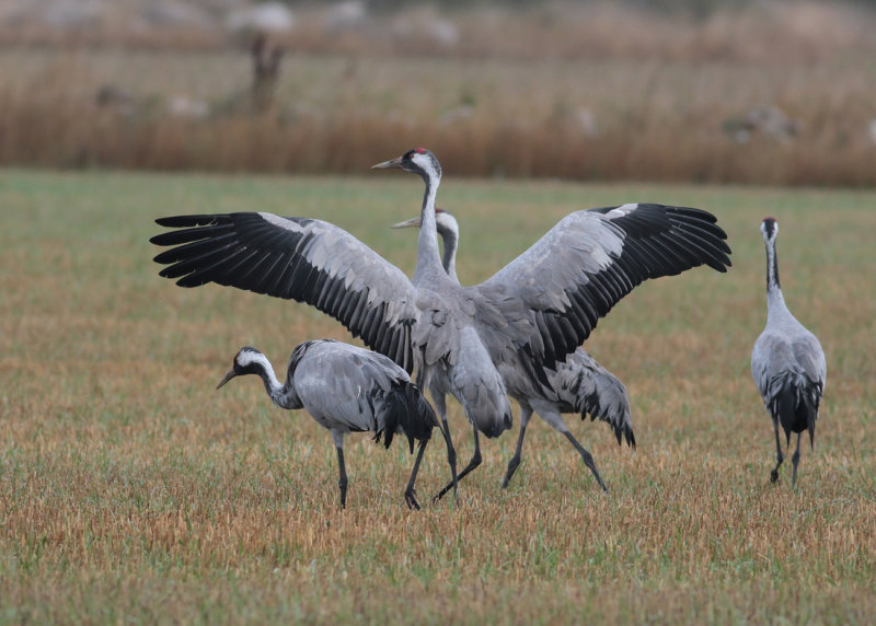 Common Crane (Grus grus) - trana