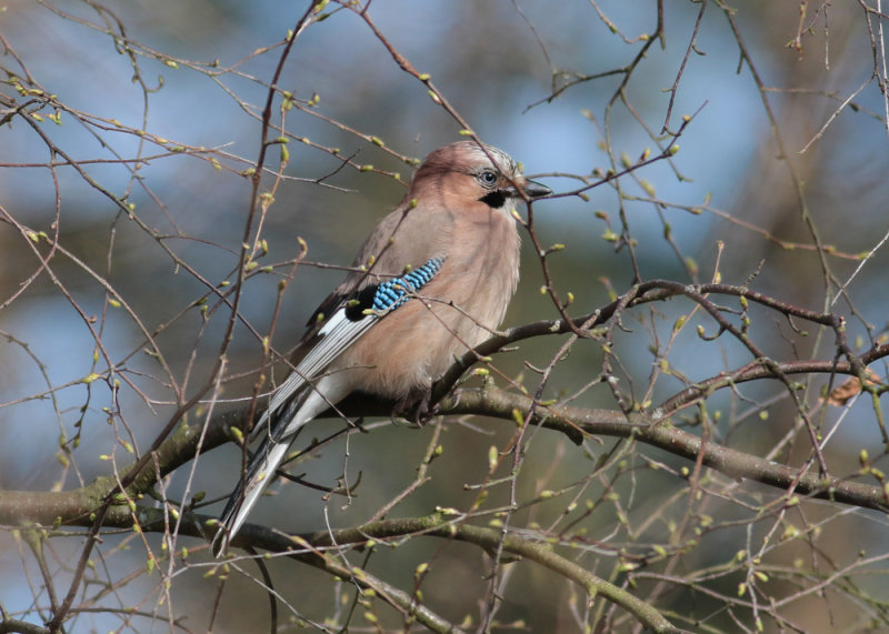 Eurasian Jay (Garrulus glandarius) - ntskrika