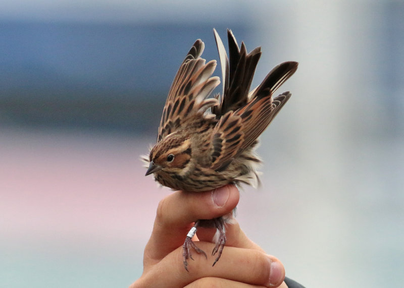 Little Bunting (Emberiza pusilla) - dvrgsparv