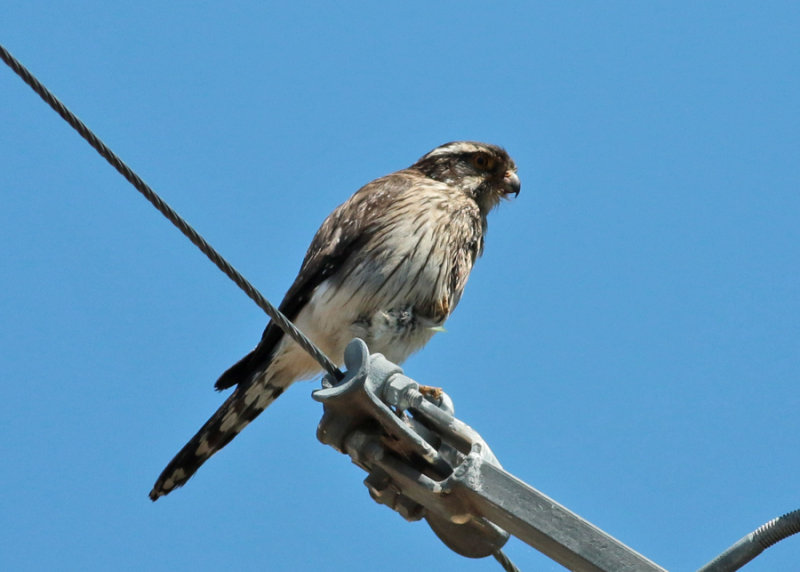 Spot-winged Falconet (Spiziapteryx circumcincta)