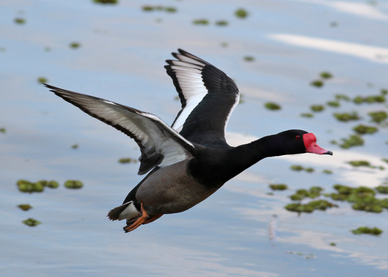 Rosy-billed Pochard (Netta peposaca)