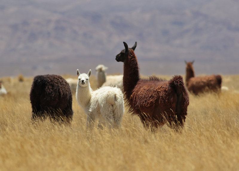 Lama (Lama glama)