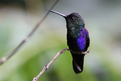 Violet-crowned Woodnymph (Thalurania colombica)