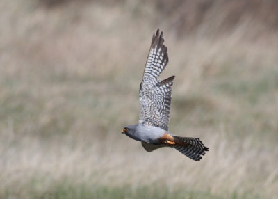 Red-footed Falcon (Falco vespertinus) - aftonfalk
