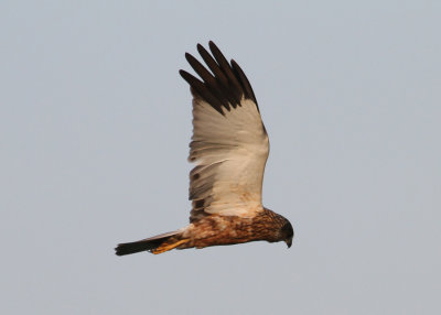 Eurasian Marsh Harrier (Circus aeruginosus) - brun krrhk