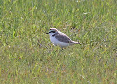 Kentish Plover (Charadrius alexandrinus) - svartbent strandpipare