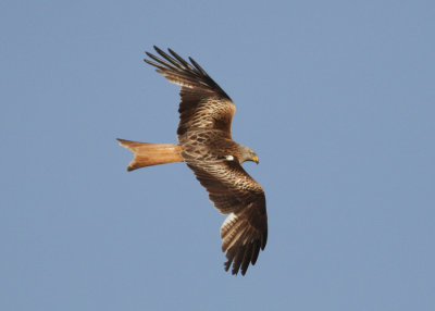 Red Kite (Milvus milvus) -röd glada