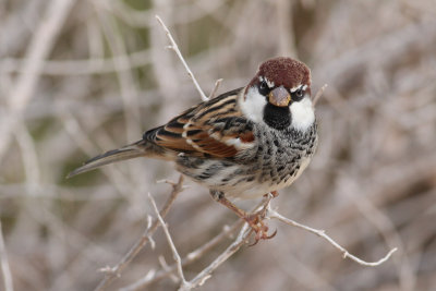 Spanish Sparrow (Passer hispaniolensis) - spansk sparv