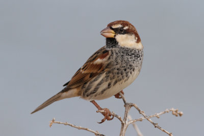 Spanish Sparrow (Passer hispaniolensis) - spansk sparv