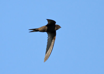 Common Swift (Apus apus) - tornseglare