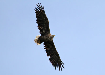 White-tailed Eagle (Haliaeetus albicilla) - havsrn
