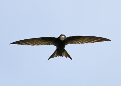 Common Swift (Apus apus) - tornseglare