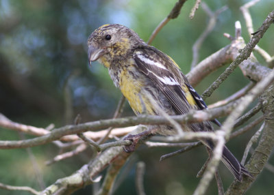 Two-barred Crossbill (Loxia leucoptera) - bndelkorsnbb