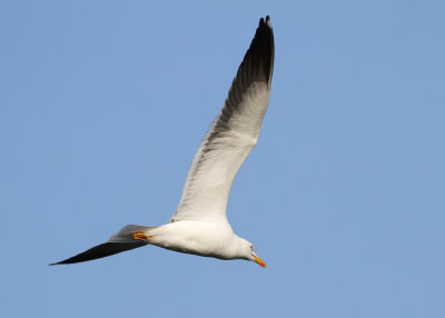 Lesser Black-backed Gull - Baltic Gull (Larus f. fuscus) - Silltrut