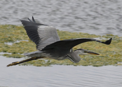 Grey Heron (Ardea cinerea) - gråhäger