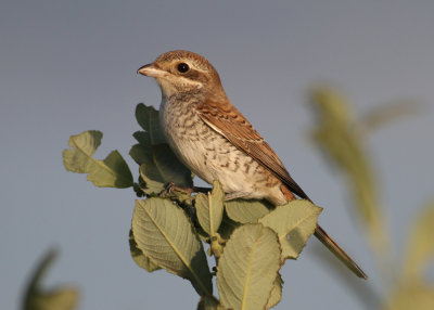 Red-backed Shrike (Lanius collurio) - trnskata