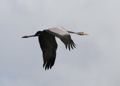 Common Crane (Grus grus) - trana