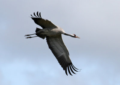 Common Crane (Grus grus) - trana