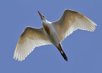 Cattle Egret (Bubulcus ibis) - kohäger
