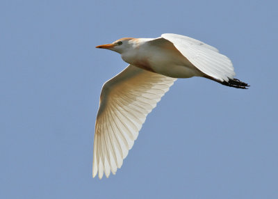 Cattle Egret (Bubulcus ibis) - kohäger
