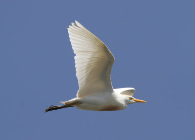 Cattle Egret (Bubulcus ibis) - kohäger