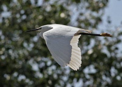 Little Egret (Egretta garzetta) - silkeshäger
