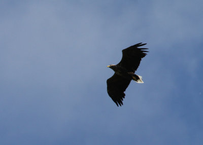 White-tailed Eagle (Haliaeetus albicilla) - havsörn