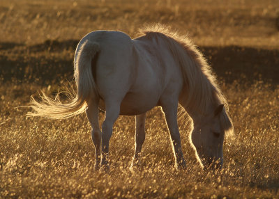 Islandic Horse - islandshst