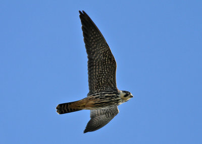 Eurasian Hobby (Falco subbuteo ) - lrkfalk