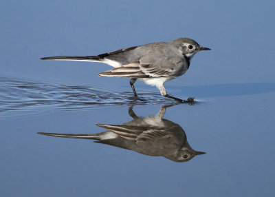White Wagtail (Matacilla a. alba) - sädesärla