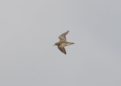 Buff-breasted Sandpiper (Tryngites subruficollis) - prrielpare