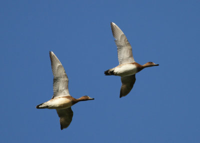 Eurasian Wigeon (Anas penelope) - blsand