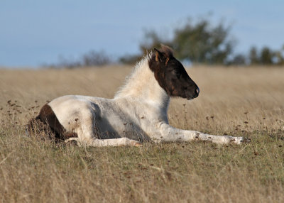 Islandic Horse - islandshst