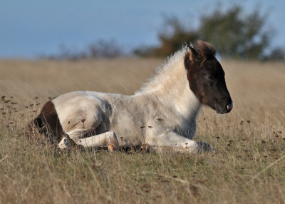 Islandic Horse - islandshst