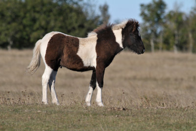 Islandic Horse - islandshst