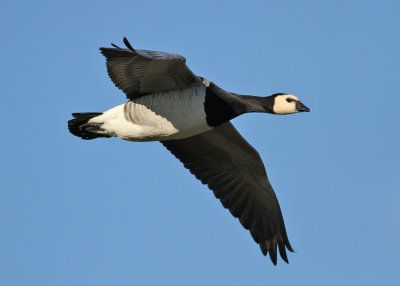 Barnacle Goose (Branta leucopsis) - vitkindad gs