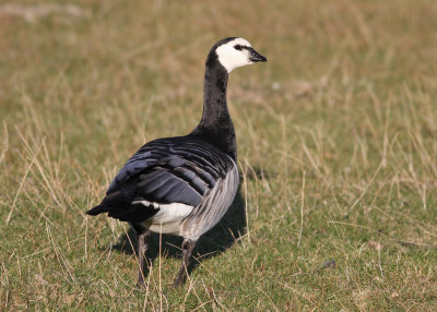 Barnacle Goose (Branta leucopsis) - vitkindad gs