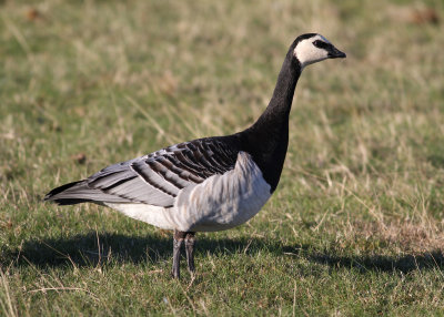 Barnacle Goose (Branta leucopsis) - vitkindad gås