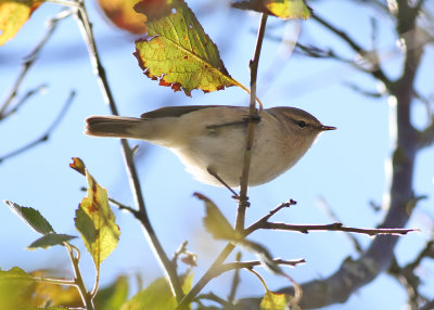 Siberian Chiffchaff (Phylloscopus collybita tristis) - sibirisk gransångare