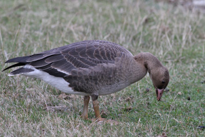 Greater White-fronted Goose (Anser albifrons) - bläsgås
