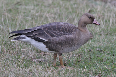 Greater White-fronted Goose (Anser albifrons) - blsgs