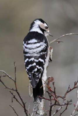 Lesser Spotted Woodpecker (Dendrocopus minor) - mindre hackspett