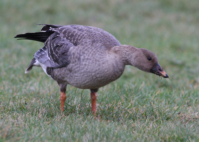 Tundra Bean Goose (Anser fabalis rossicus) - tundrasädgås