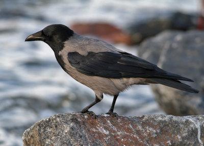 Hooded Crow (Corvus cornix) - Gråkråka