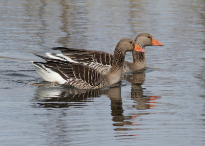 Greylag Goose (Anser anser) - grgs